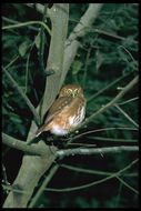 Image of Ferruginous Pygmy Owl