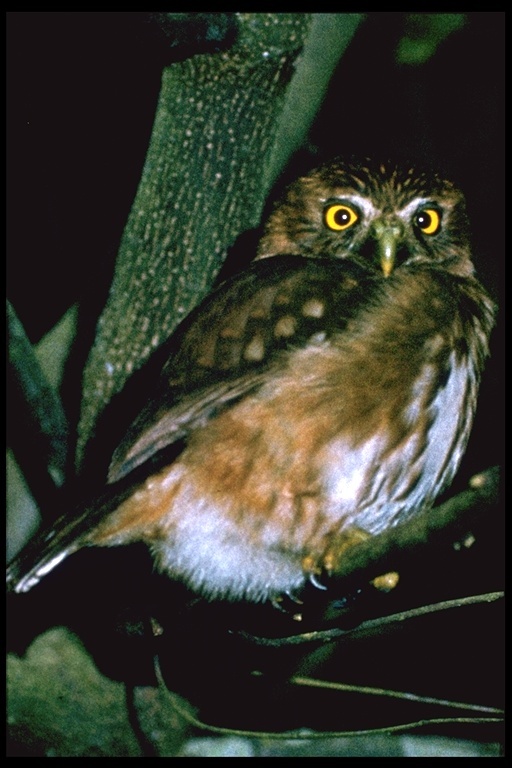 Image of Ferruginous Pygmy Owl