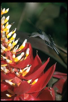 Phaethornis superciliosus (Linnaeus 1766) resmi