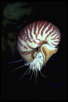 Plancia ëd Nautilus Linnaeus 1758