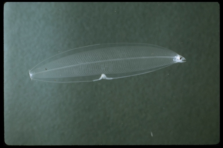 Image of Leptocephalus