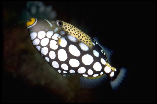 Image of clown triggerfish