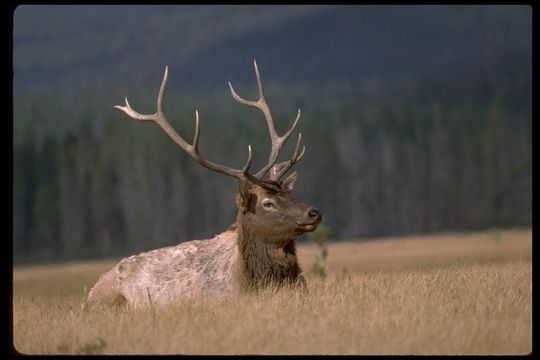 Image of <i>Cervus canadensis</i>