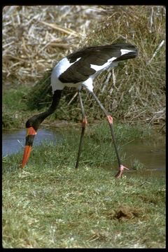 Image of Saddle-billed Stork