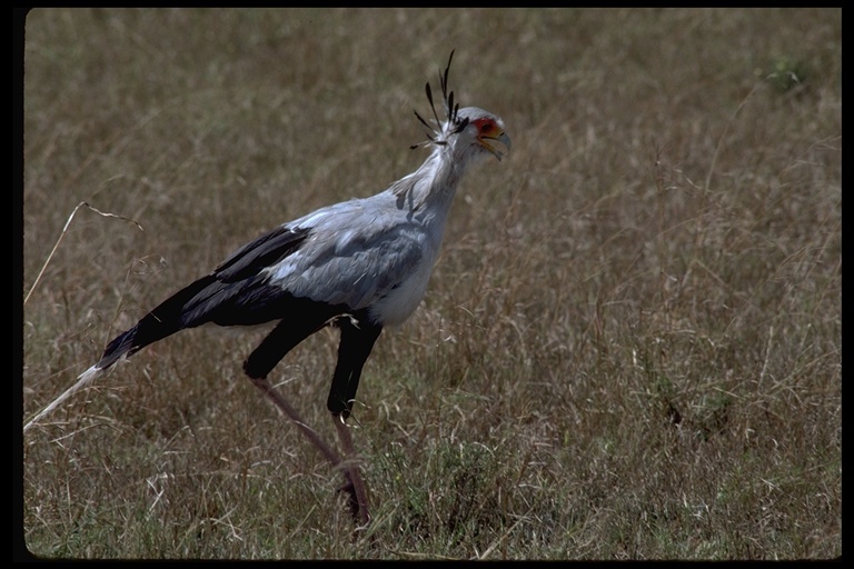 Image of Secretarybird