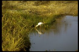 Image of Yellow-billed Stork