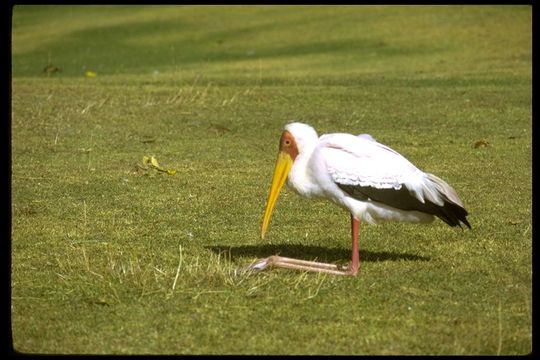 Image of Yellow-billed Stork