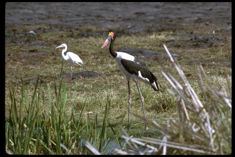 Image of Saddle-billed Stork