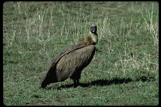 Image of White-backed Vulture