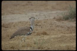 Image of Kori Bustard