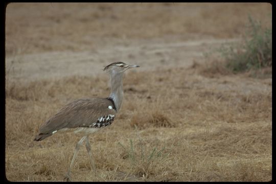 Image of Kori Bustard