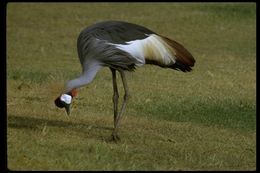 Image of Grey Crowned Crane