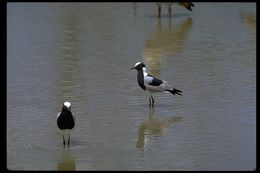 Image of Blacksmith Lapwing