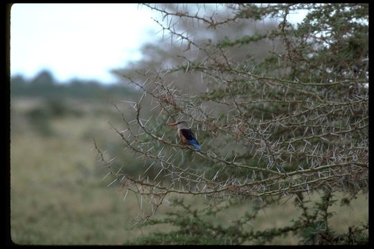 Image of Chestnut-bellied Kingfisher