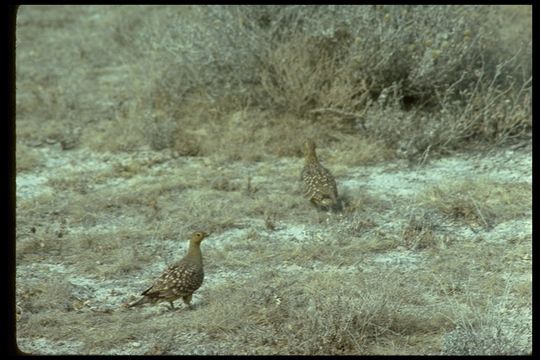 Image of Namaqua Sandgrouse