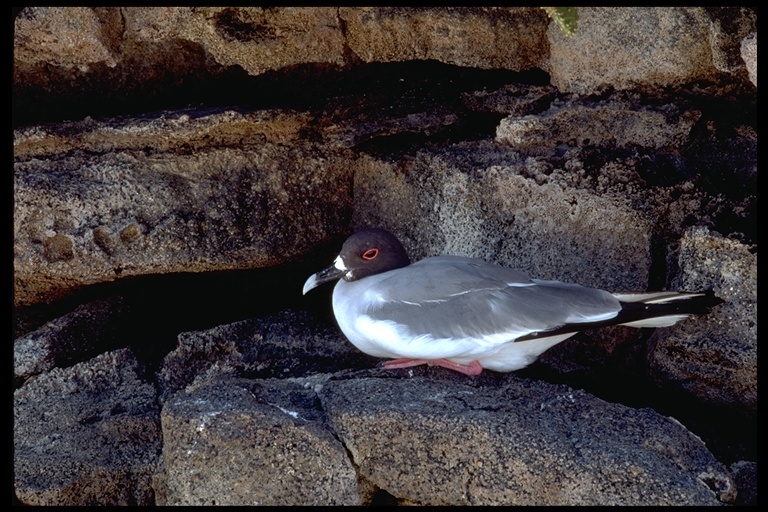 Image of Swallow-tailed Gull