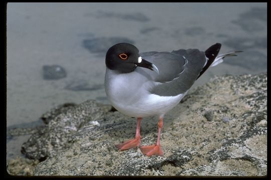 Image of Swallow-tailed Gull