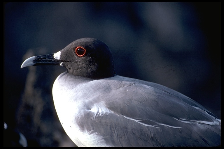 Image of Swallow-tailed Gull