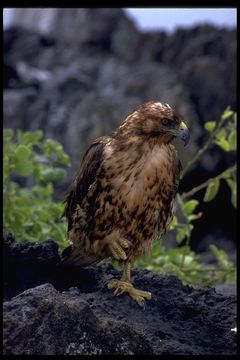 Image of Galapagos Hawk