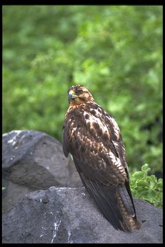 Image of Galapagos Hawk