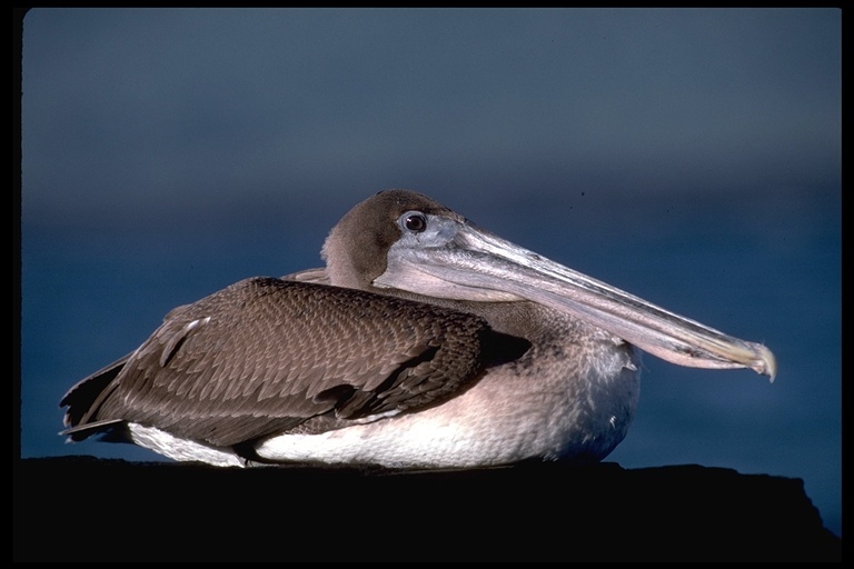 Image of Pelecanus occidentalis urinator Wetmore 1945