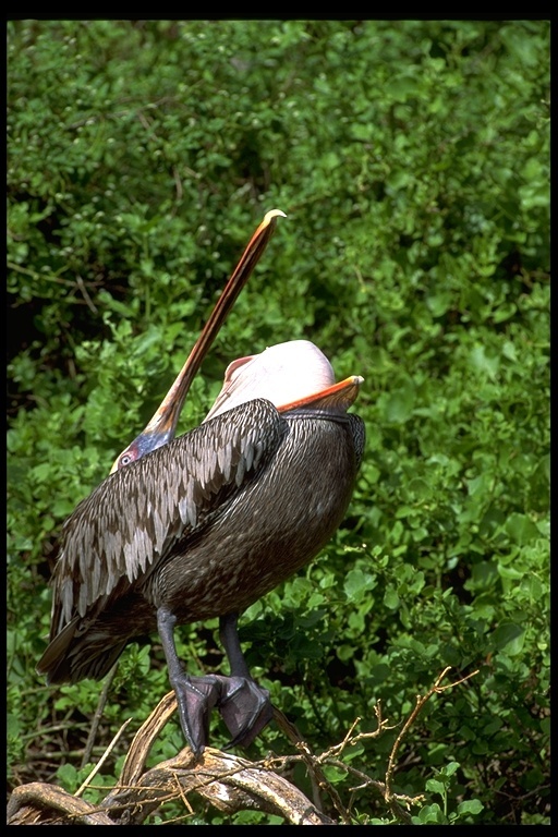 Image of Pelecanus occidentalis urinator Wetmore 1945