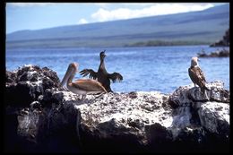 Image of Flightless Cormorant