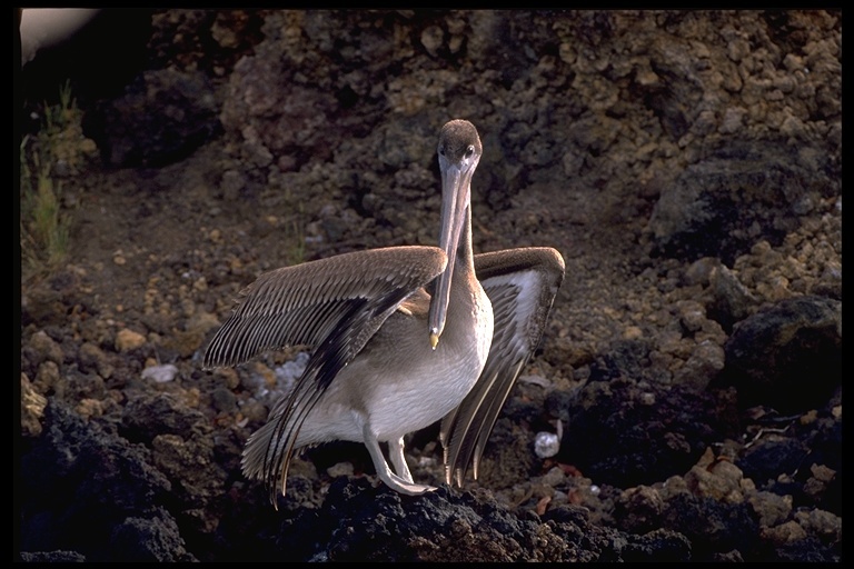 Image of Pelecanus occidentalis urinator Wetmore 1945