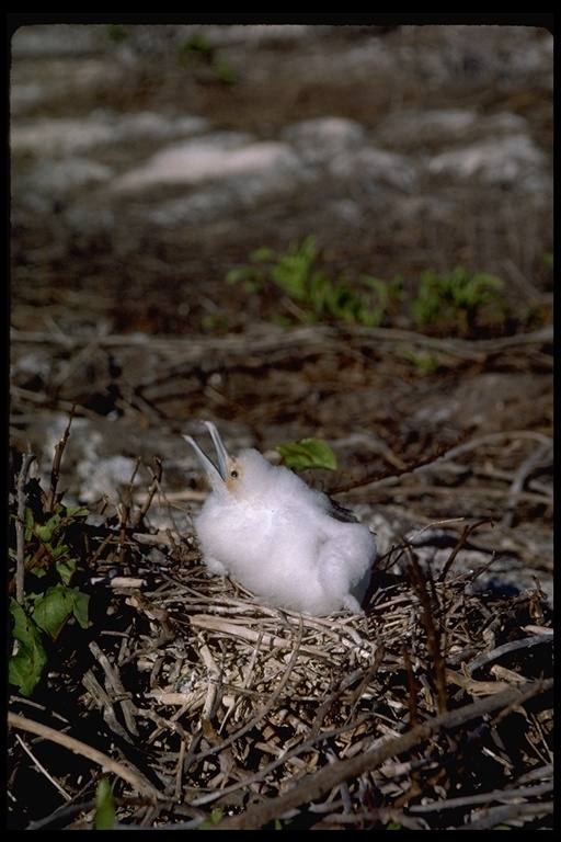 Image of Great Frigatebird