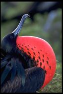 Image of Great Frigatebird