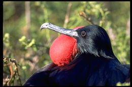 Image of Great Frigatebird