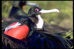 Image of Great Frigatebird