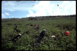 Image of Great Frigatebird