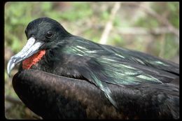 Image of Great Frigatebird