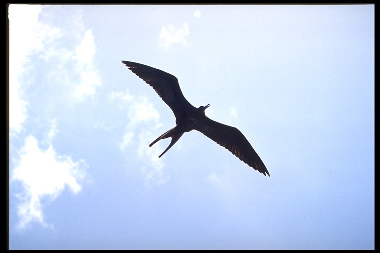 Image of Great Frigatebird