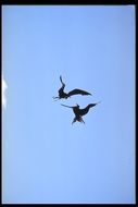 Image of Great Frigatebird