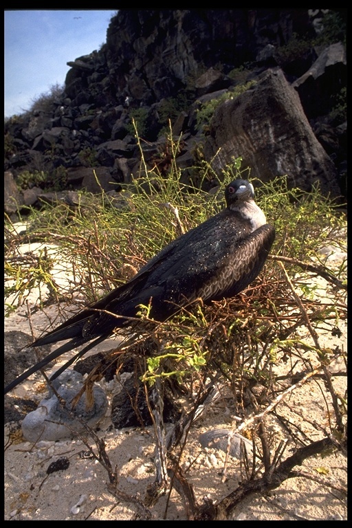 Image of Great Frigatebird