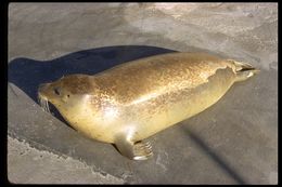 Image of common seal, harbour seal