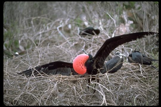 Image of Great Frigatebird