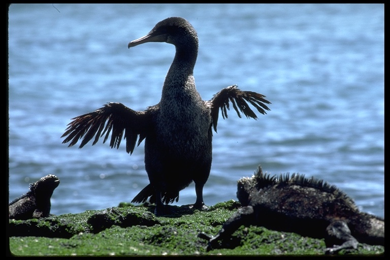 Image of Flightless Cormorant