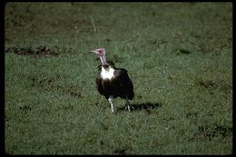 Image of Hooded Vulture