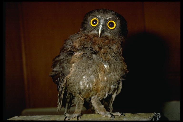 Image of Chestnut Hawk-Owl