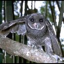 Image of Greater Sooty Owl
