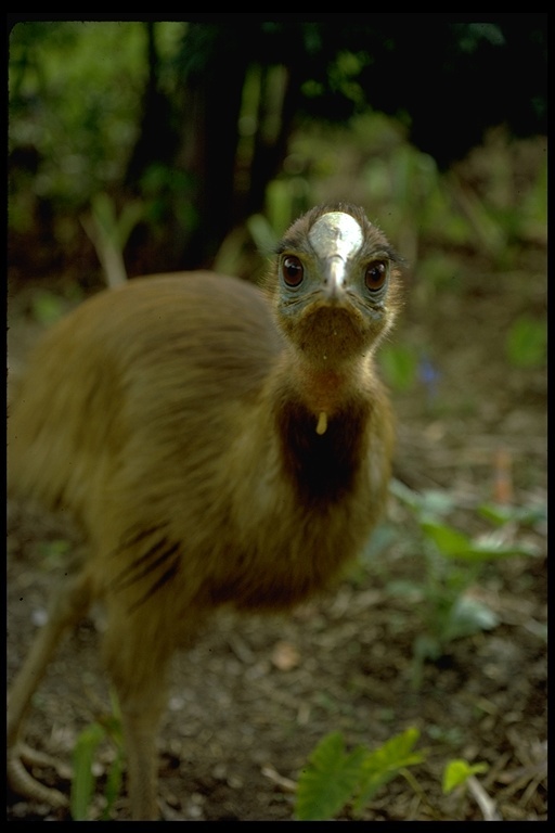 Image of Northern Cassowary