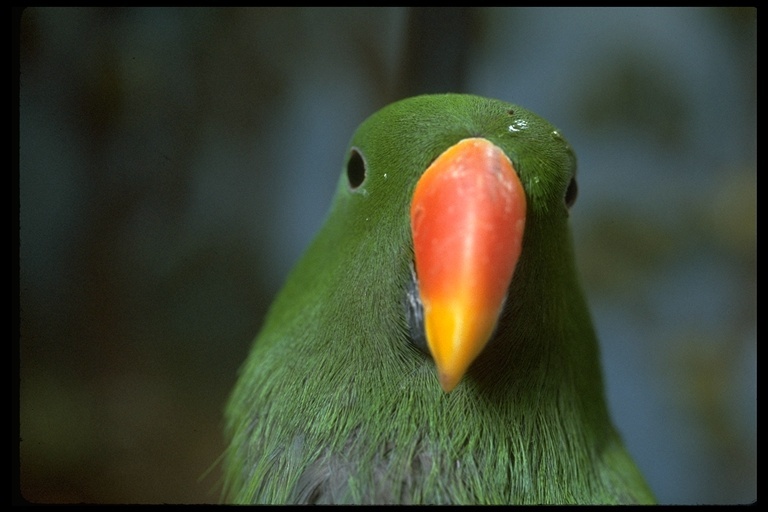 Image of Eclectus Parrot