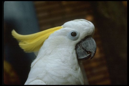 Image of Sulphur-crested Cockatoo