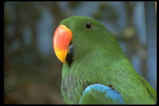 Image of Eclectus Parrot