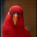 Image of Red Lory