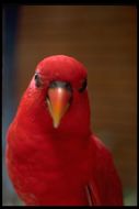 Image of Red Lory