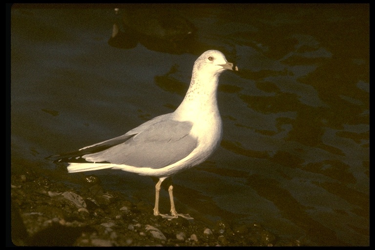 Image of Ring-billed Gull